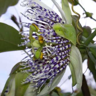 Passiebloem (Passiflora actinia)