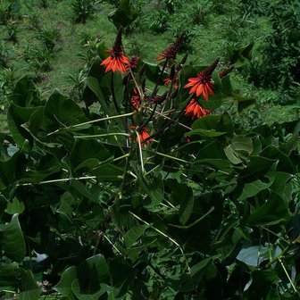 Koraalstruik (Erythrina arborescens)