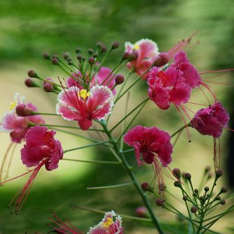 Roze pauwenbloem (Caesalpinia pulcherrima 'Rosea')