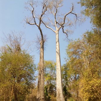 Madagaskarbaobab (Adansonia madagascariensis)