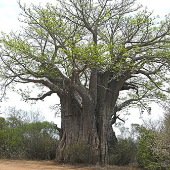 Afrikaanse baobab (Adansonia digitata)