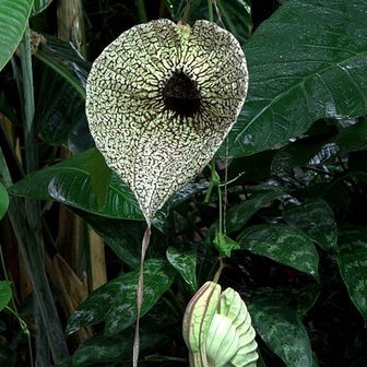 Pelikaanbloem (Aristolochia grandiflora)