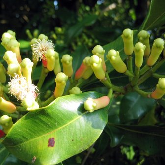 Kruidnagel (Syzygium aromaticum)