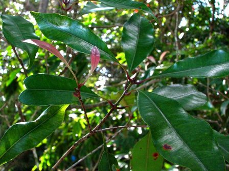Kruidnagel (Syzygium aromaticum)