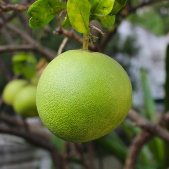 Pompelmoes (Citrus maxima)