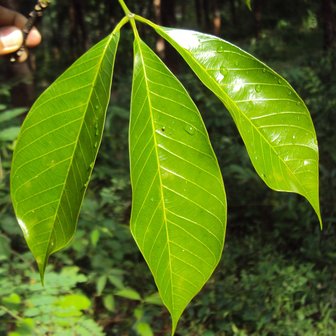 Rubberboom (Hevea brasiliensis)