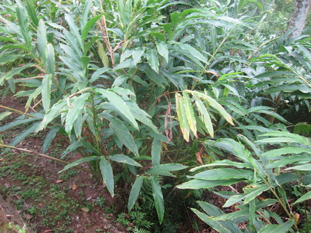 Kardemom (Elettaria cardamomum)