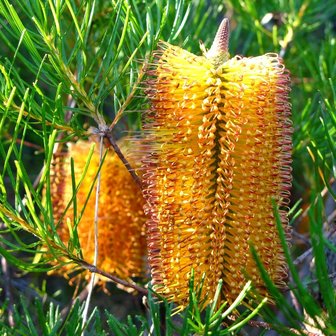 Haarspeld-Banksia (Banksia spinulosa)