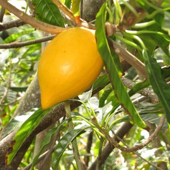 Canistel (Pouteria campechiana)