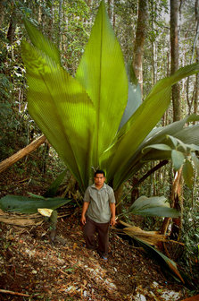 Joey-palm (Johannesteijsmannia altifrons)