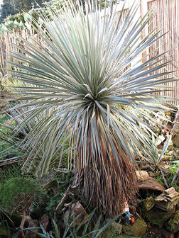 Palmlelie (Yucca rostrata)