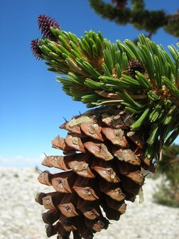Bristlecone-den (Pinus longaeva)