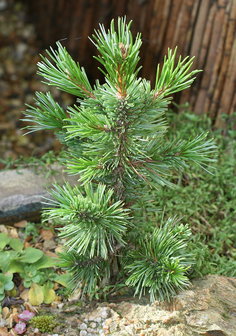 Bristlecone-den (Pinus longaeva)