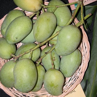 Sri Lankaanse mango (Mangifera zeylanica)