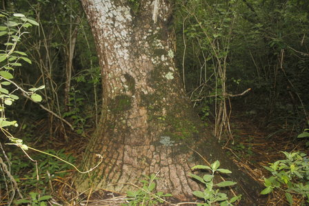 Olifantspoot (Beaucarnea recurvata)