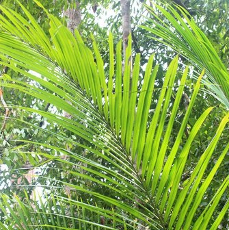 Bertam-palm (Eugeissona tristis)