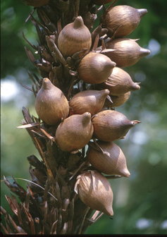 Bertam-palm (Eugeissona tristis)