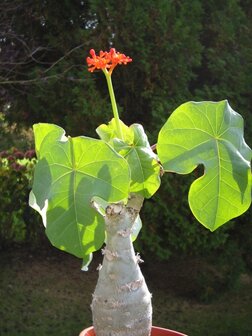 Flessenplant (Jatropha podagrica)