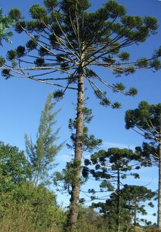 Paraná-den (Araucaria angustifolia)
