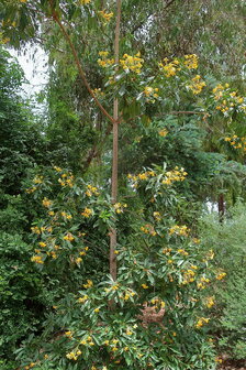 Australische frangipani (Hymenosporum flavum)