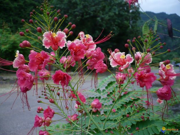 Roze pauwenbloem (Caesalpinia pulcherrima 'Rosea')