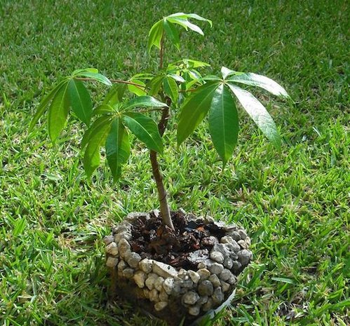 Kapokboom (Ceiba pentandra)
