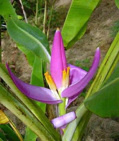 Roze banaan (Musa ornata)