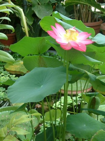 Indische lotus (Nelumbo nucifera)