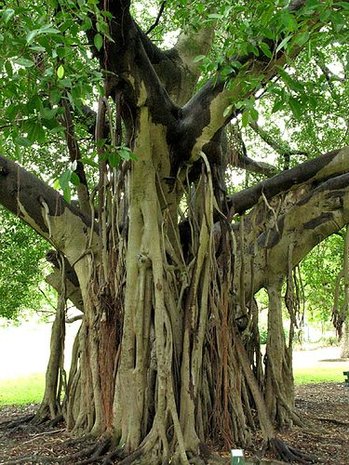 Bodhiboom (Ficus religiosa)