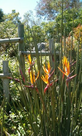 Gespeerde paradijsvogelbloem (Strelitzia juncea)