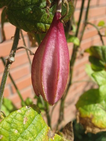Passiebloem (Passiflora capsularis)