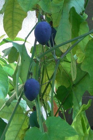 Bospassiebloem (Passiflora morifolia)