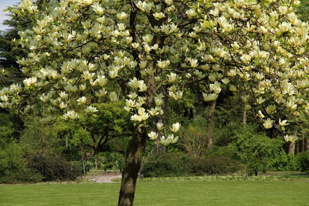 Komkommermagnolia (Magnolia acuminata)
