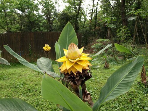 Heilige lotus (Musella lasiocarpa)