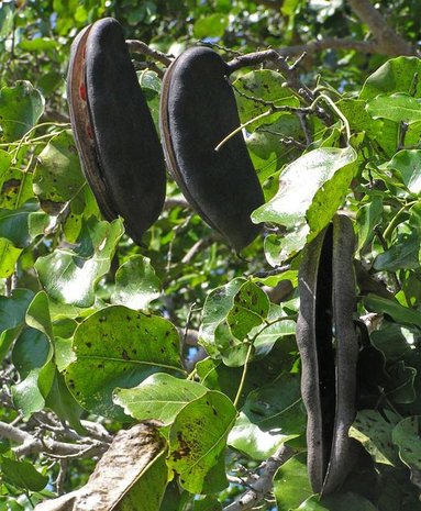 Geluksboonboom (Afzelia quanzensis)