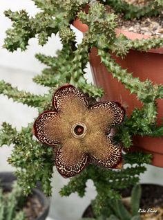 Perzisch-tapijt-bloem (Edithcolea grandis)
