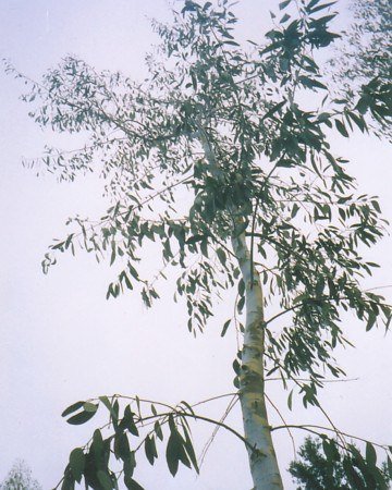Gele Tasmaanse eucalyptus (Eucalyptus johnstonii)
