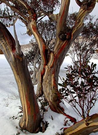 Sneeuweucalyptus (Eucalyptus pauciflora ssp. pauciflora)