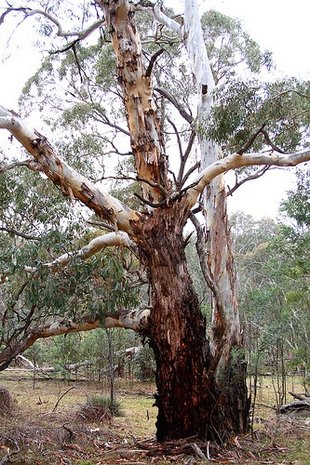 Kaarsschors-eucalyptus (Eucalyptus rubida)