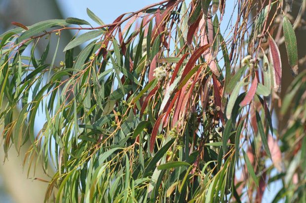 Suikereucalyptus (Eucalyptus viminalis)