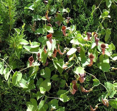 Portugese pijpbloem (Aristolochia baetica)