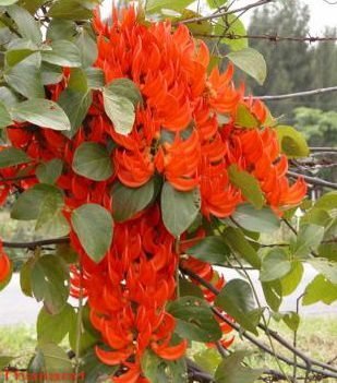 Rouge de Réunion (Strongylodon siderospermum)
