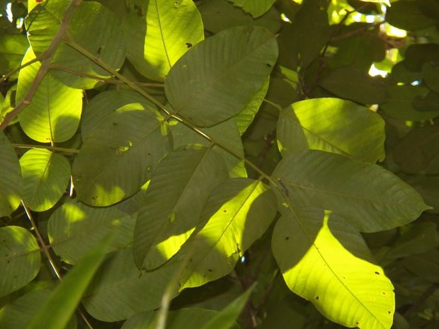 Peronia (Ormosia krugii)