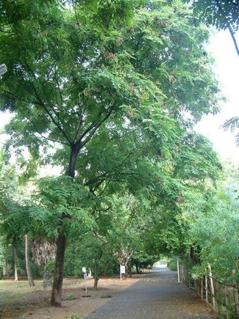 Kralenboom (Adenanthera pavonina)