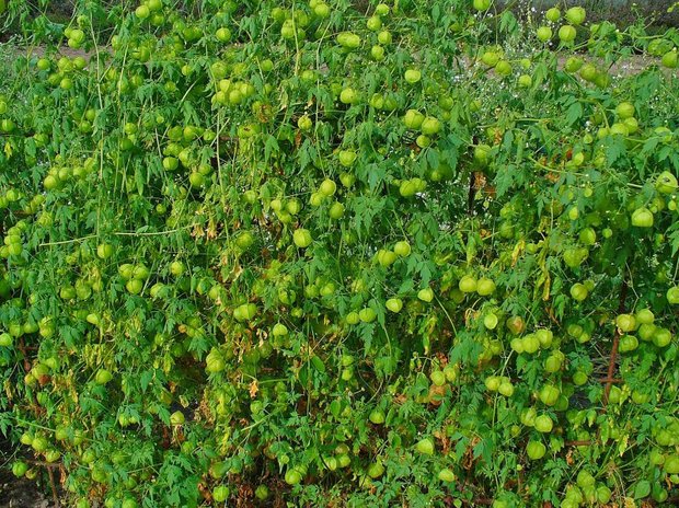 Ballonplant (Cardiospermum halicacabum)