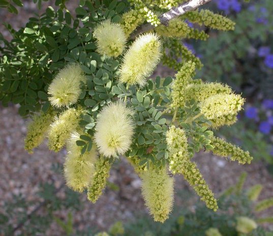 Schroefboon mesquite (Prosopis pubescens)