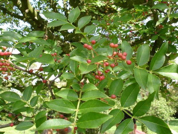 Japanse peperboom (Zanthoxylum piperitum)