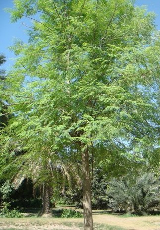 Moringa (Moringa oleifera)