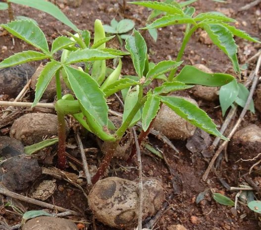Marula (Sclerocarya birrea ssp. caffra)