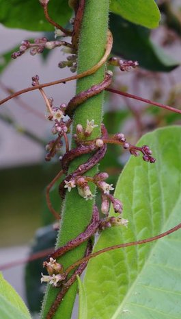 Hopwarkruid (Cuscuta lupuliformis)